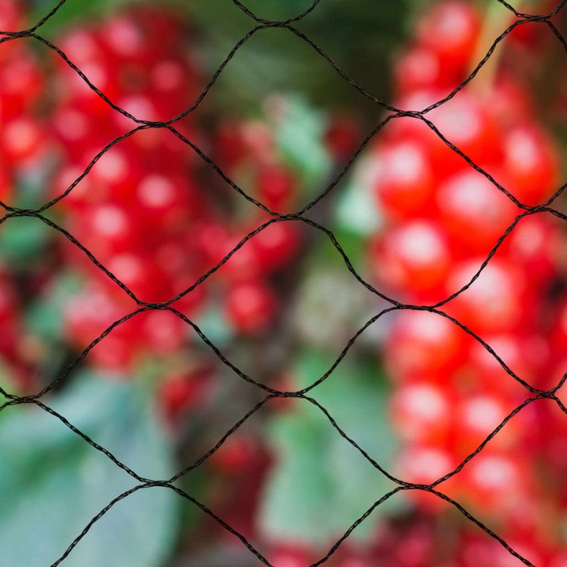 Nature Sieťka proti vtákom Primo 10x10 m, čierna 6030407