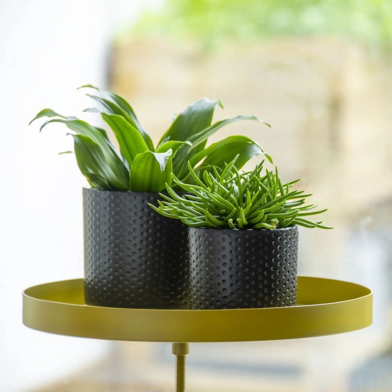 Esschert Design Podnos na rastliny so svorkou okrúhly zlatý L